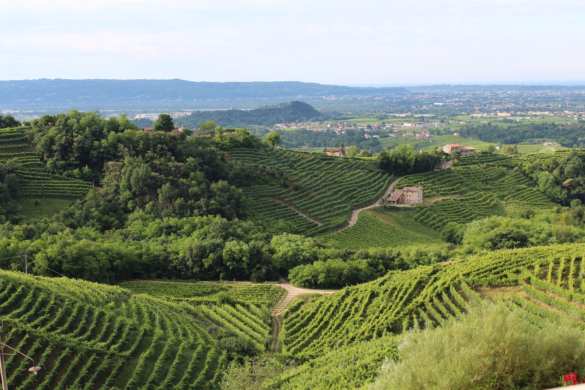 View of green vines on sloping hills in Veneto