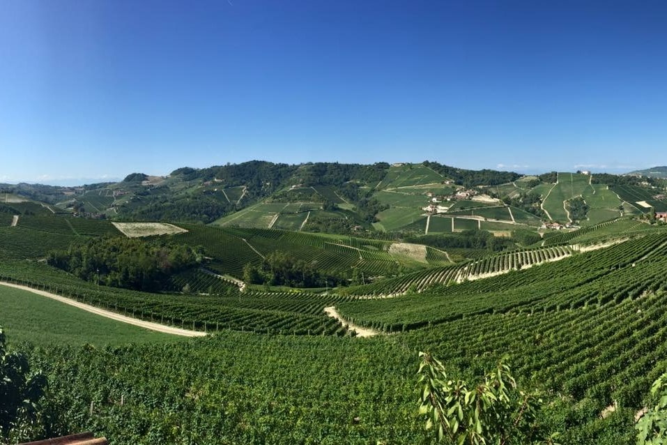 View of the Barolo wine region