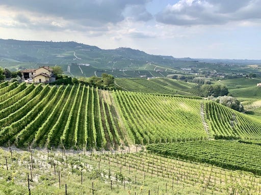 Green hills full of vines for making Piedmont wine